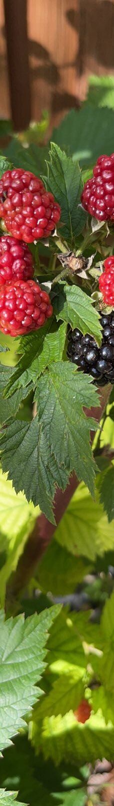 Naturbornholm-阿克尔科拜