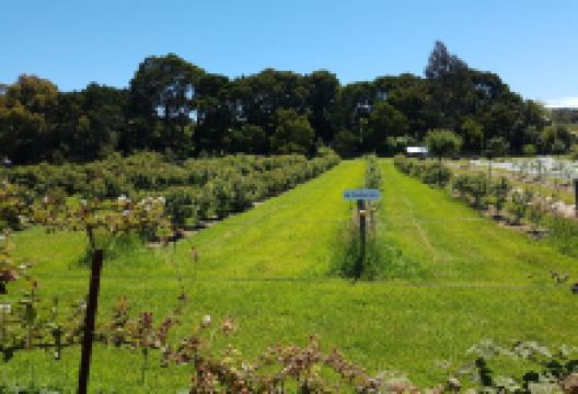 Bruny Island Berry Farm景点图片