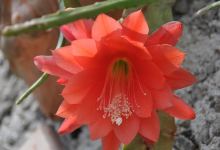 Giardino Esotico Beniamino Cimini景点图片