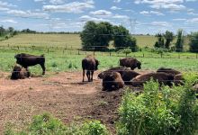 Readington River Buffalo Farm景点图片