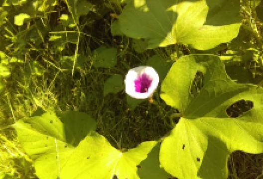 Sherman Community Garden景点图片