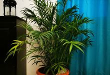 Vivero Plantica购物图片