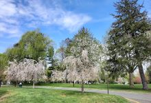 Cherry Lawn Park景点图片