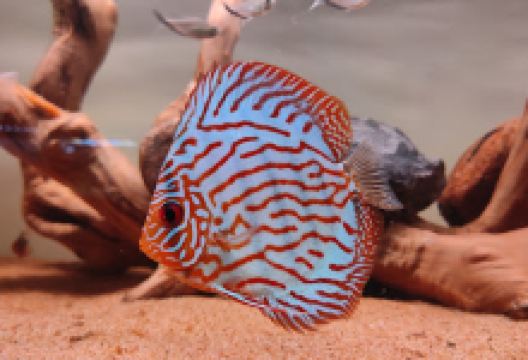 Filial Aquatics购物图片