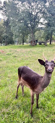 MoselCamping Bernkastel-贝恩卡斯特尔-屈斯