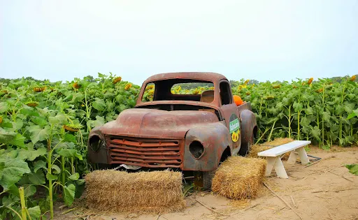 Johnson's Farm Produce