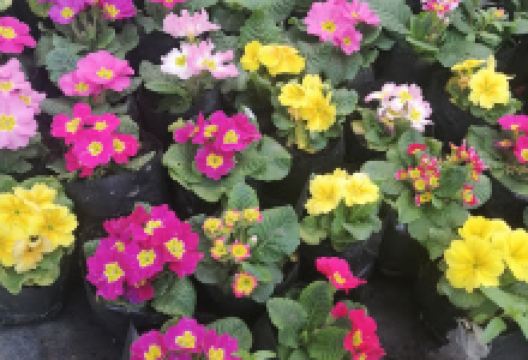 Vivero Los Guindos购物图片