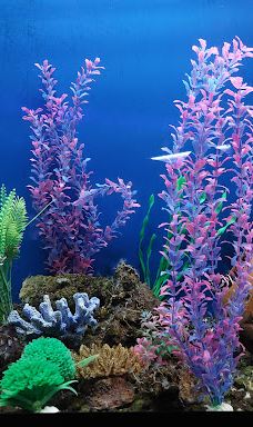 MORELIA ZOO ACUARIUM-莫雷利亚