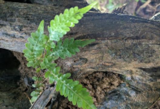 Palmerston Rocks National Park景点图片