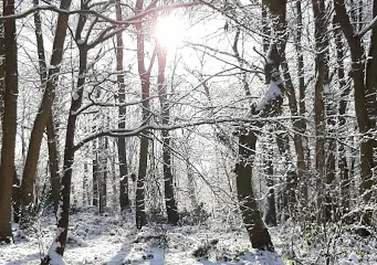 Lings Wood Nature Reserve