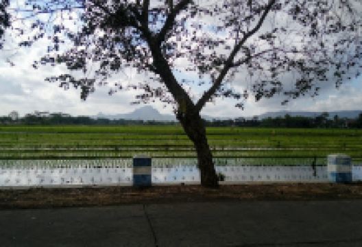 Masjid Khoirul Huda 354景点图片