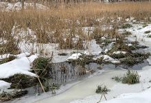 Brannäs våtmark景点图片