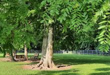 Patrick Brannon Memorial Dog Park景点图片