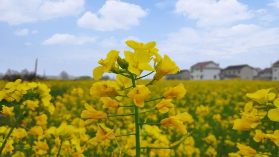 桃花島景區