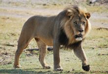 Boteti River景点图片