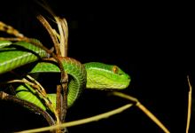 Reptiland景点图片