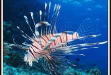 Marine Aquarium & Regional Centre景点图片