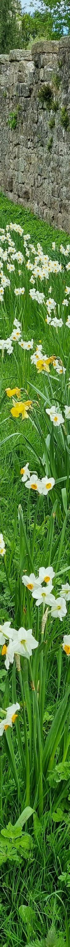 Ripley Castle-哈罗盖特