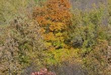 Maple Wood Park景点图片