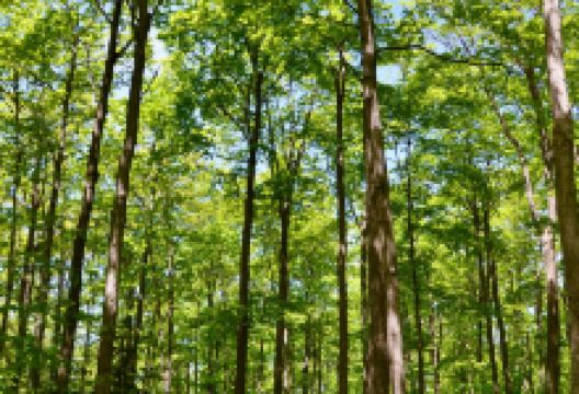 Nottawasaga Bluffs Conservation Area景点图片