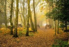 Snelsmore Common景点图片