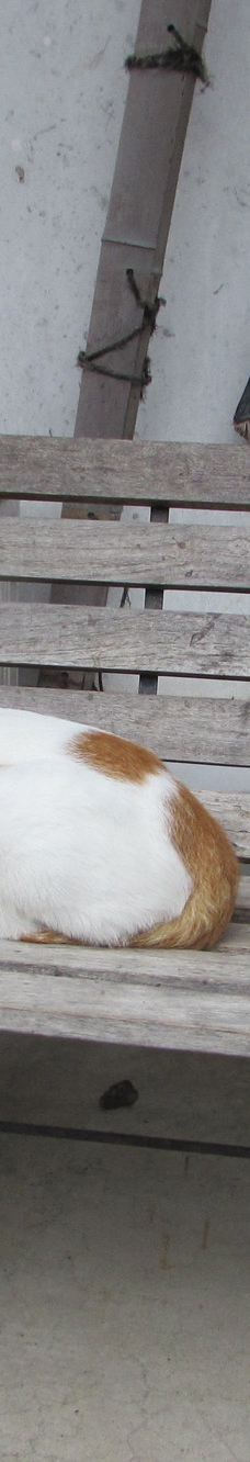 Gotanjoji Temple-越前市