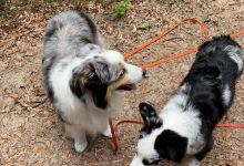 Whispering Pines Park景点图片