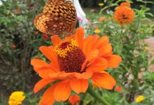Grandmothers' Garden景点图片