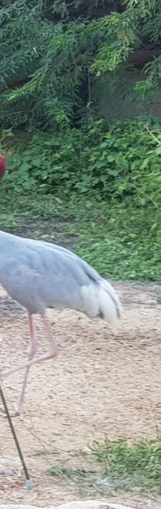 迪拜野生动物园-迪拜