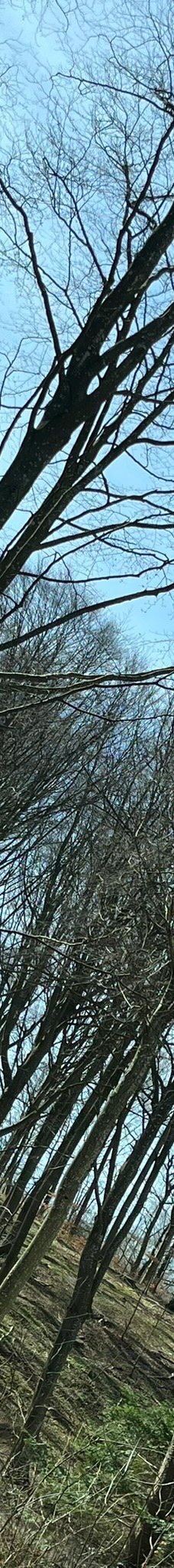 Pikkerbakken-腓特烈港