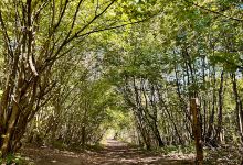Nower Wood Educational Nature Reserve景点图片