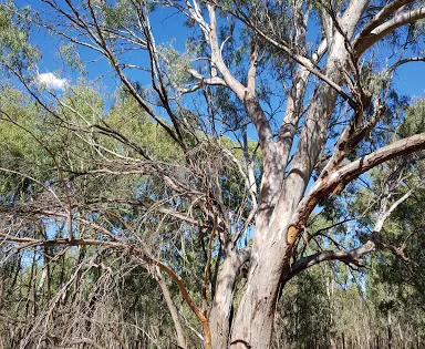 Kinnairds Wetland