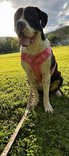 Glendale Park-尤宁