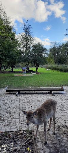 Wildgehege Marienhölzung-弗伦斯堡