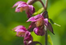 Orchideenwiese Burgberg景点图片