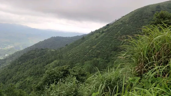 知青茶園