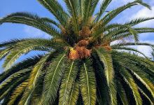 Walnut Grove Park景点图片