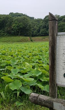 荒神谷博物館-出云