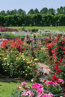 日本最大 鹿屋玫瑰园-鹿屋市