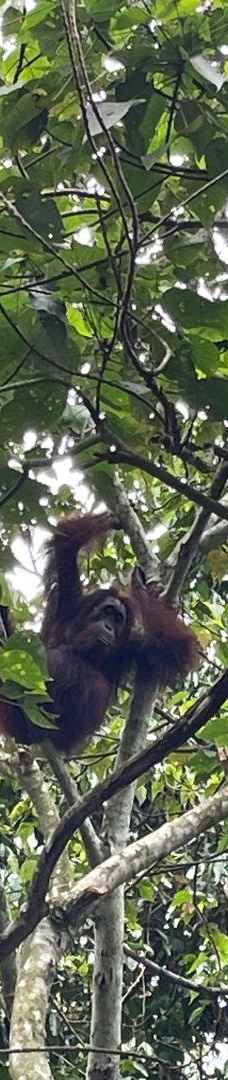 京那巴当岸河-基纳巴唐岸