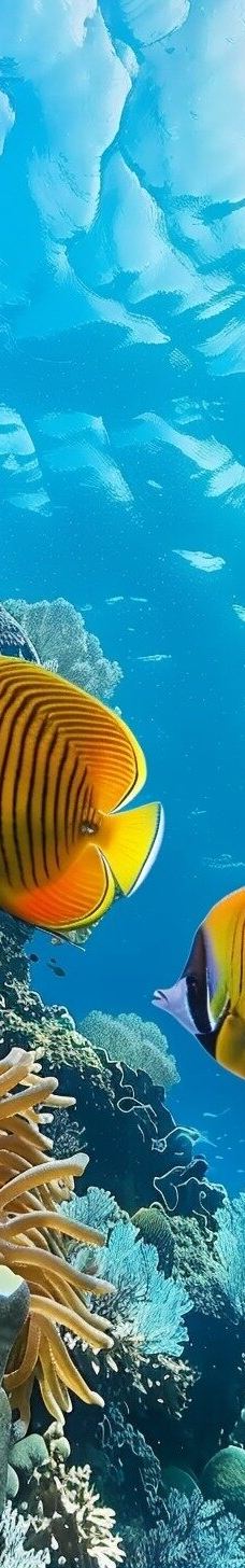 穆罕默德国家公园-Qesm Sharm Ash Sheikh