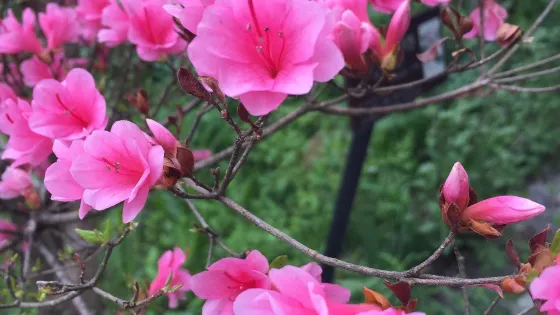 箱根濕生花園