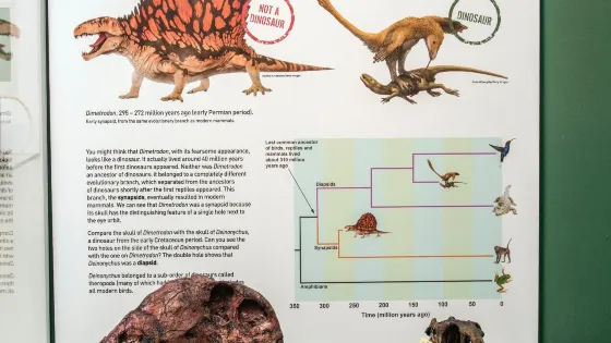 University of Aberdeen Zoology Museum