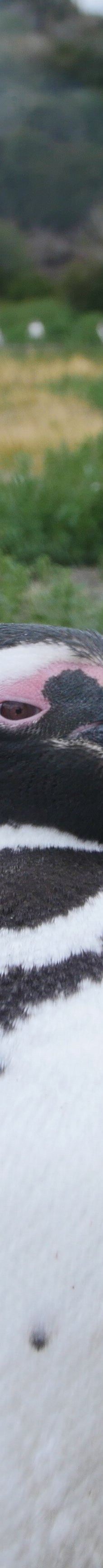 Isla Martillo-乌斯怀亚