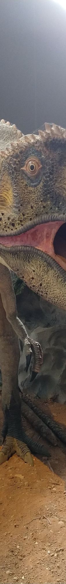 Musee des Dinosaures 'Dinosauria'-埃斯佩拉扎