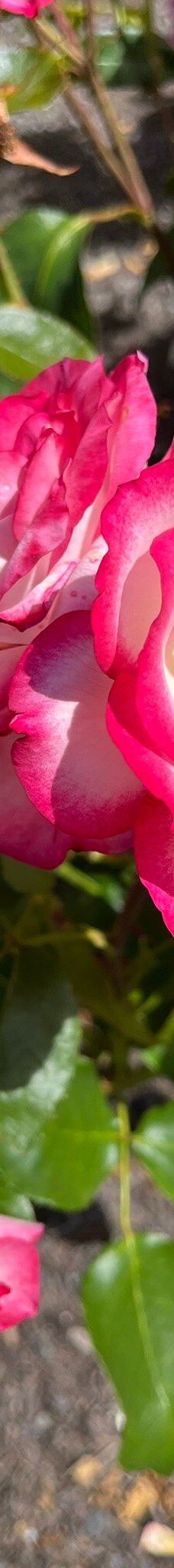 梦娜维尔花园-基督城