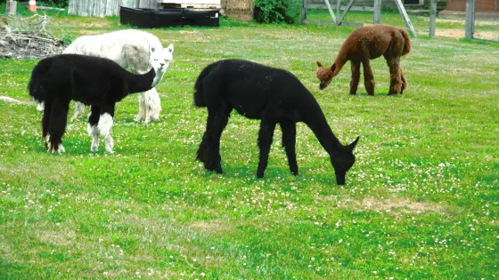 Cornell Farm
