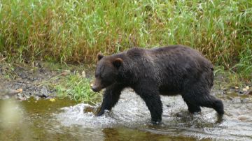 Tweedsmuir Provincial Park