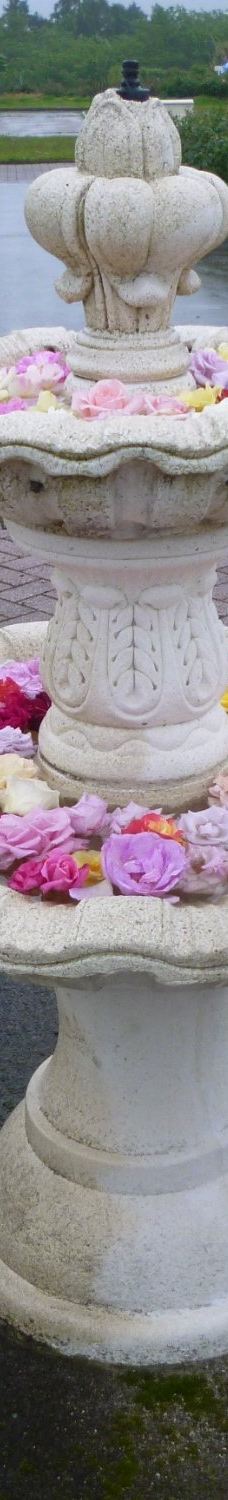 日本最大 鹿屋玫瑰园-鹿屋市