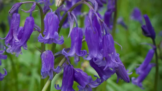 Poulton Wood Nature Reserve